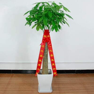 单干发财树 商品图 5